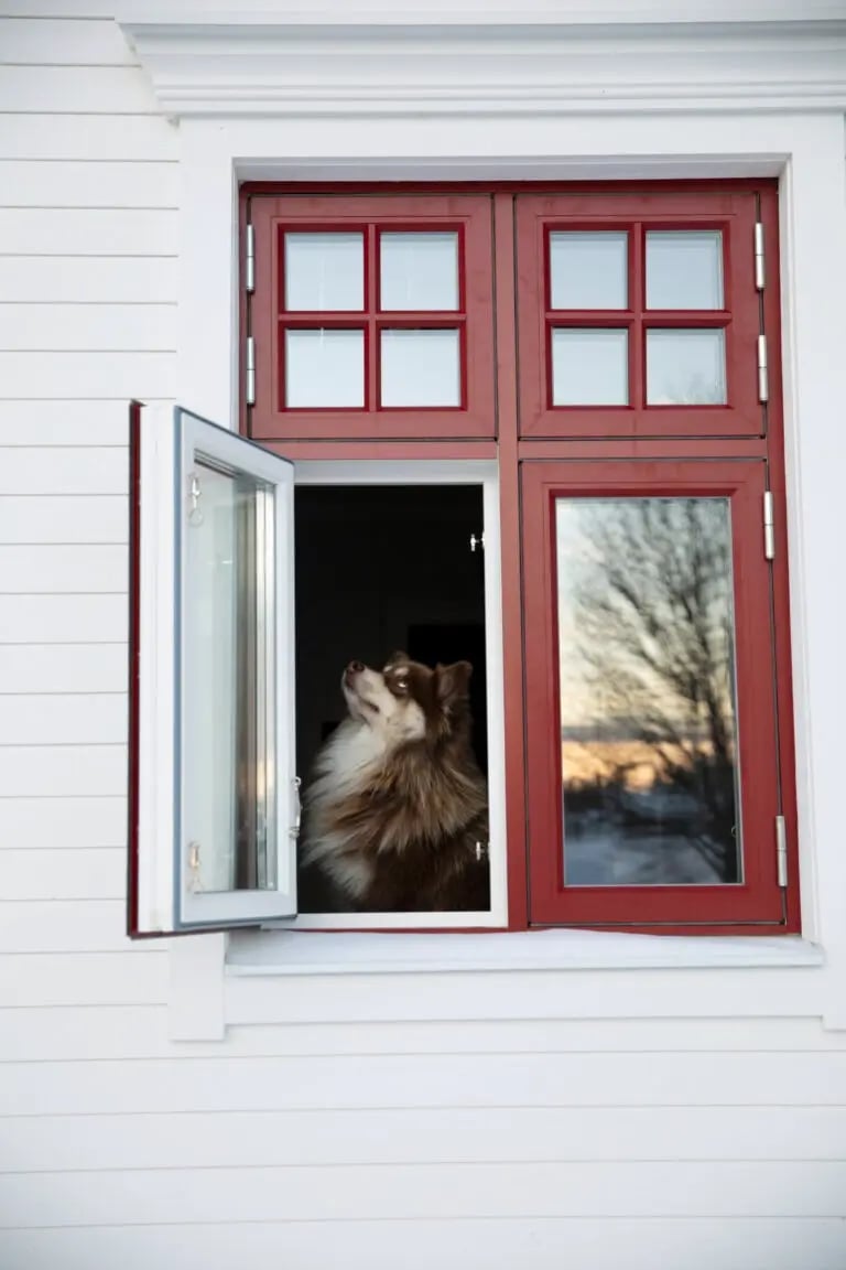 Fluffig hund tittar ut genom ett öppet nedre fönster med röd aluminiumbeklädd utsida och vita innerbågar på ett vitt trähus i Jämtland.
