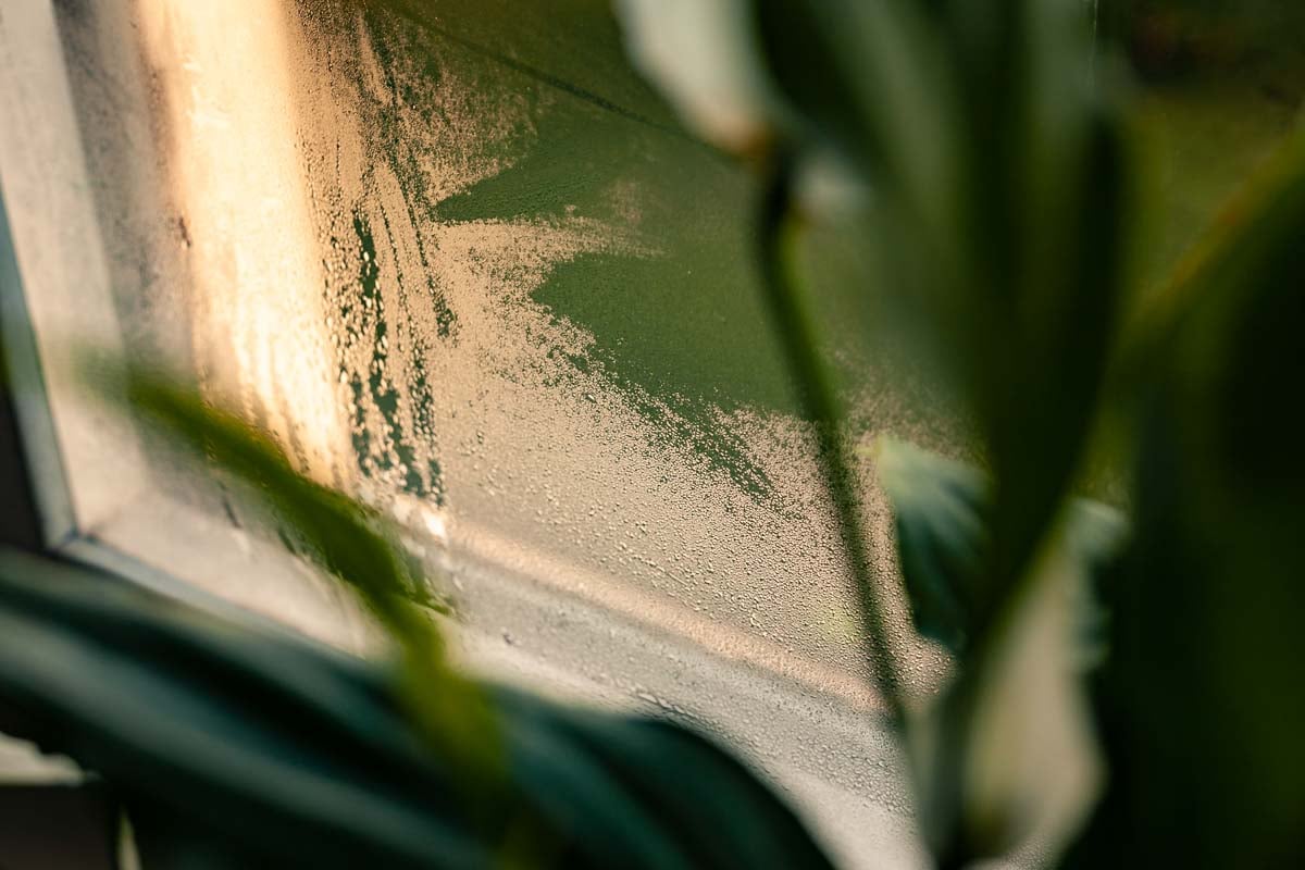 Kondens på fönsterglas med växt i förgrunden.