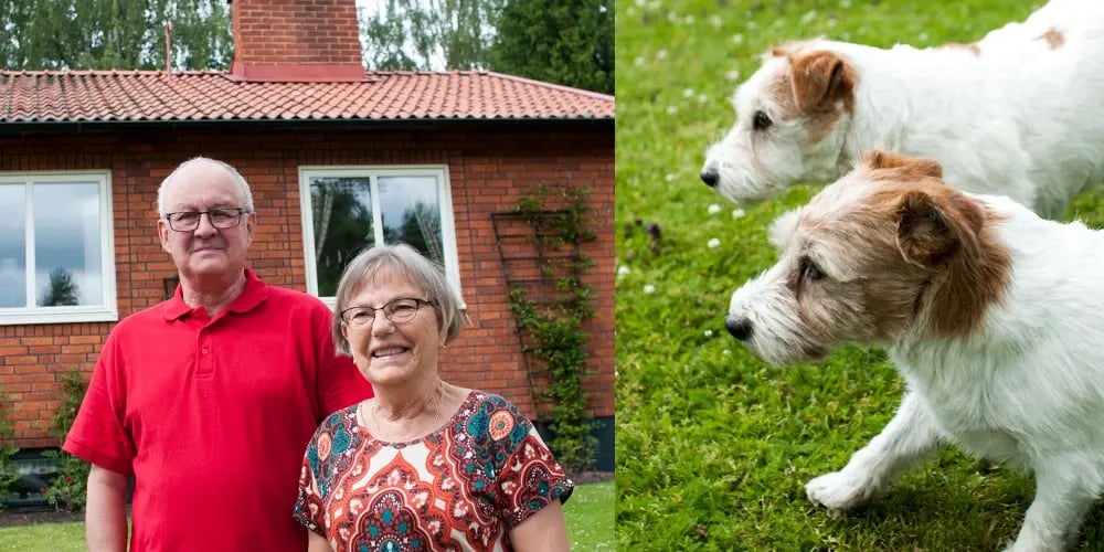 Kollage med husägarna Åke Pers och Ann-Mari Nilsson framför sin röda tegelvilla i Hosjö, Falun, samt deras två jack russell-hundar i trädgården.