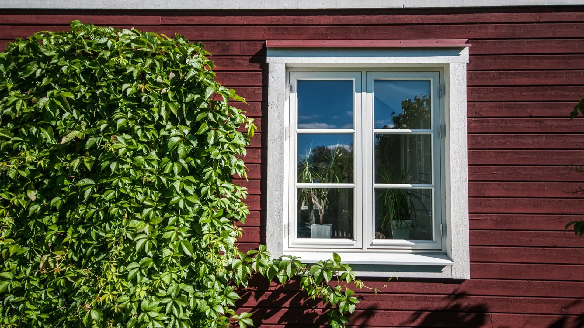 Fönster med vit ram på en röd träfasad, delvis täckt av grön klätterväxt.