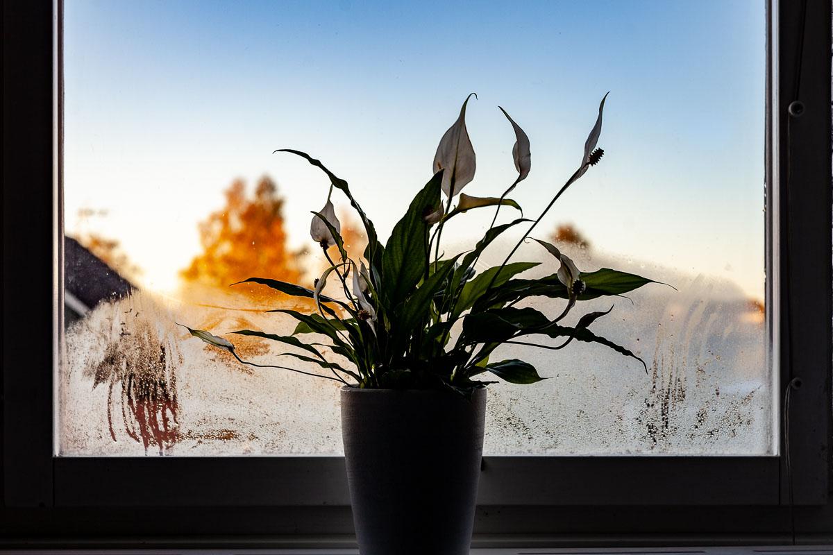 Krukväxt i fönster med kondens på glas vid solnedgång.