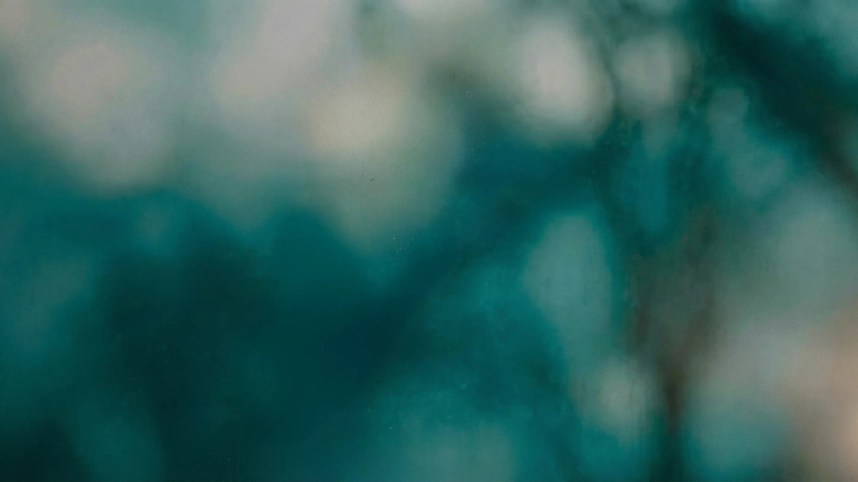 Suddiga skuggor av träd mot en grön bakgrund.